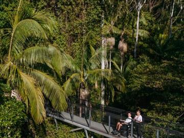 Tamborine Rainforest Skywalk