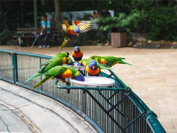 Currumbin Wildlife Sanctuary